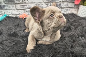 Nickel - French Bulldog for sale