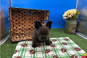 Millie - French Bulldog for sale