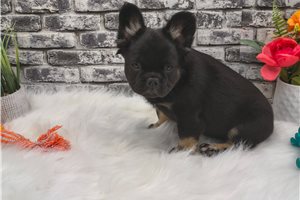Bennett - French Bulldog for sale