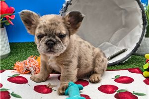 Noni - French Bulldog for sale