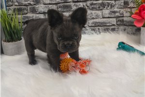 Millie - French Bulldog for sale