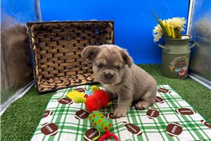 Nugget - French Bulldog for sale
