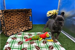 Twinkie - French Bulldog for sale