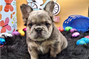 Bianca - French Bulldog for sale