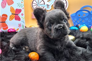 Benjamin - French Bulldog for sale