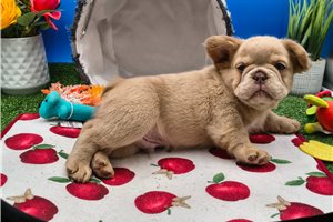 Nacho - French Bulldog for sale