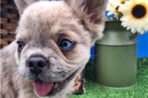 Grace - puppy for sale