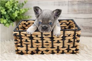 Beaumont - puppy for sale