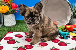 Molly - French Bulldog for sale
