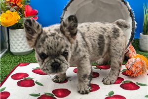 Noodles - French Bulldog for sale
