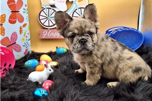 Bindi - puppy for sale