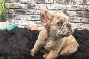 Noni - French Bulldog for sale