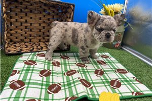 Nibbles - puppy for sale