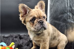 Bindi - puppy for sale