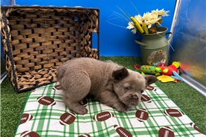 Nickel - puppy for sale