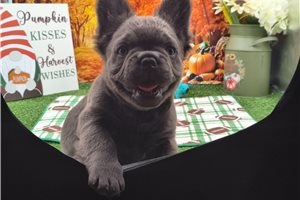 Millie - puppy for sale