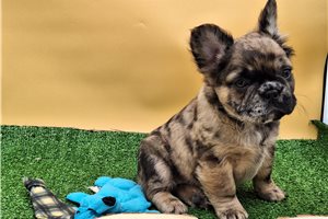 Bimini - French Bulldog for sale