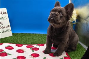 Millie - French Bulldog for sale
