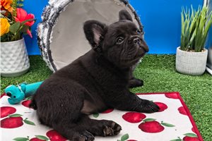 Murph - French Bulldog for sale
