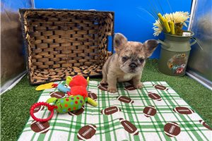 Noni - puppy for sale