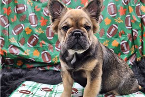 Gabriel - French Bulldog for sale