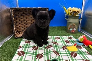 Murph - French Bulldog for sale