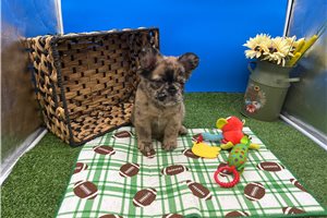 Molly - puppy for sale