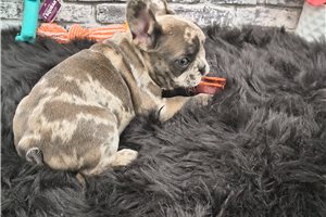 Trinn - French Bulldog for sale