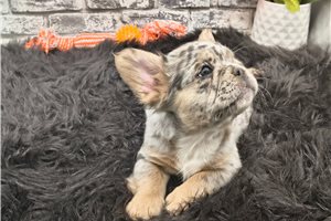 Nibbles - French Bulldog for sale