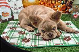 Nacho - French Bulldog for sale