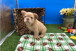 Nacho - puppy for sale