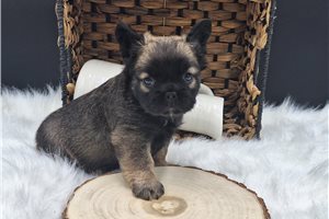Georgia | Puppies For Sale at Pawrade