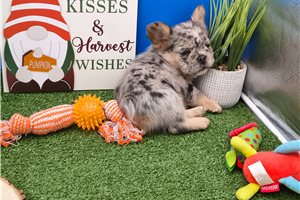 Nibbles - French Bulldog for sale