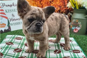 Noni - French Bulldog for sale