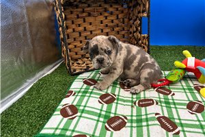 Trinn - French Bulldog for sale