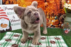 Nugget - French Bulldog for sale