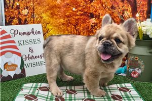 Meadow - puppy for sale