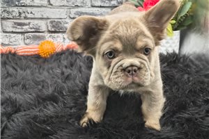 Nugget - French Bulldog for sale