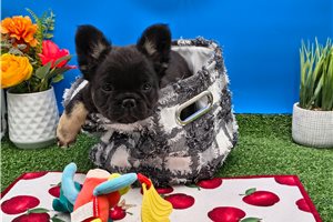 Bennett - French Bulldog for sale