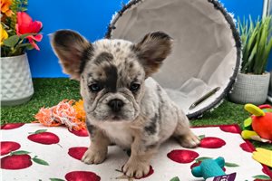 Nora - French Bulldog for sale