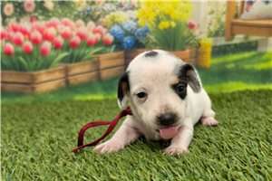 Pandora - puppy for sale