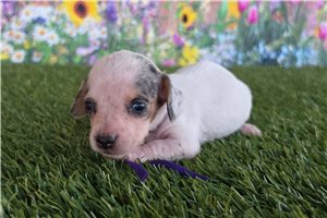 Polly - Dachshund, Mini for sale