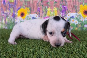 Pandora - Dachshund, Mini for sale