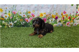 Baylor - Dachshund, Mini for sale