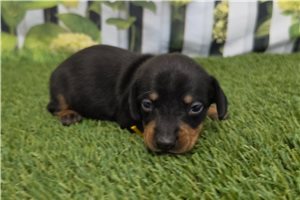 Pluto - puppy for sale