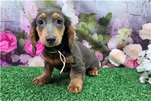 Beauty - puppy for sale
