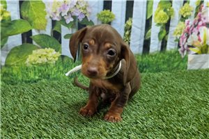 Konrad - Dachshund, Mini for sale