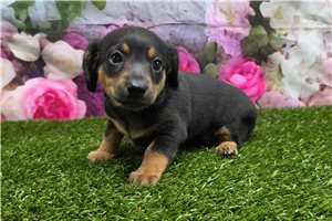 Rylie - Dachshund, Mini for sale