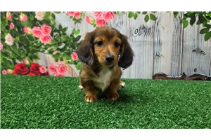 Bindi - Dachshund, Mini, placed in Evansville