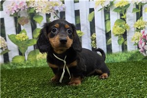 Beatrice - Dachshund, Mini for sale